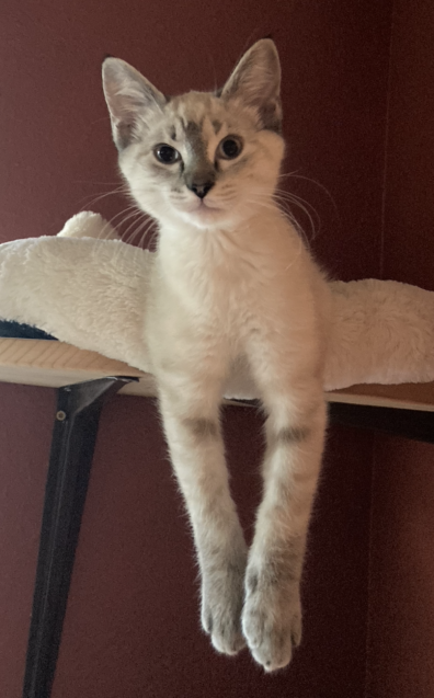 A house cat sitting in a cat bed on a shelf with its legs hanging down